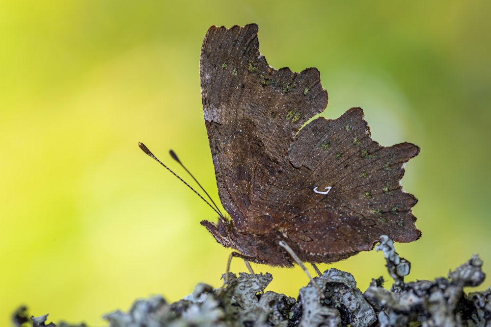 brown butterfly perched on white flower in close up photography during daytime