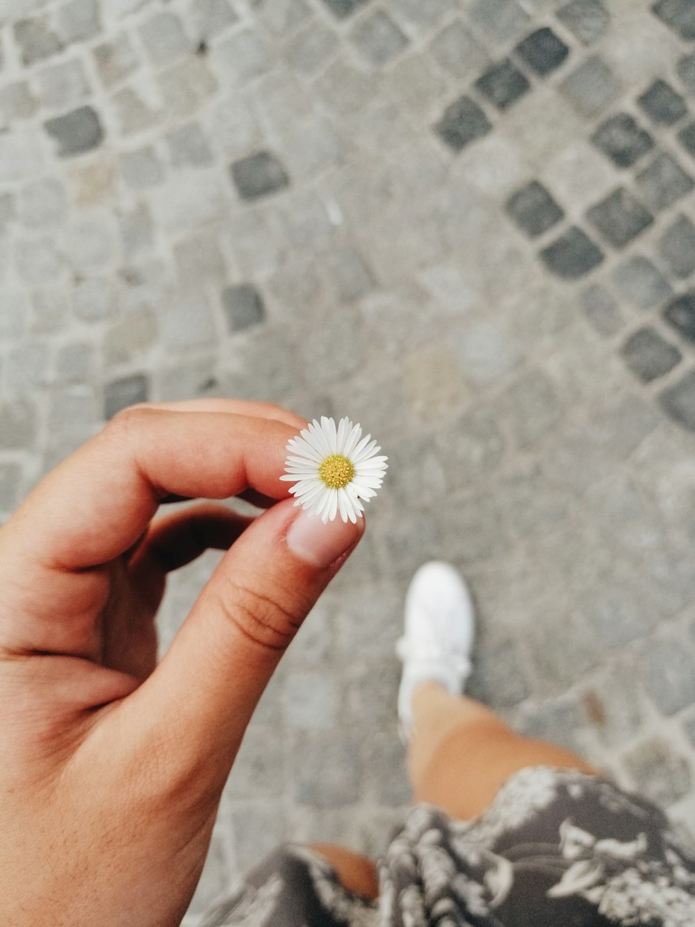 person holding white daisy flower