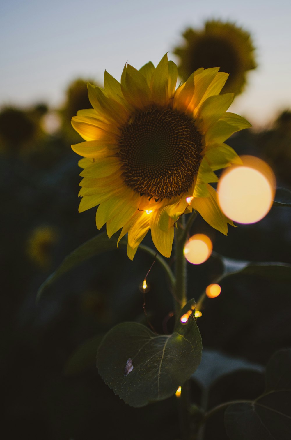 yellow sunflower in close up photography