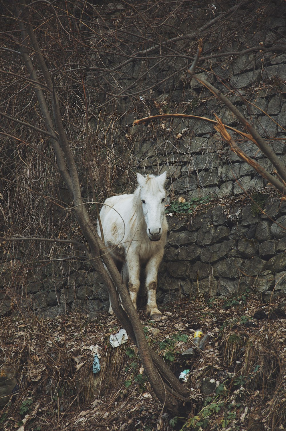 white horse standing beside brown tree