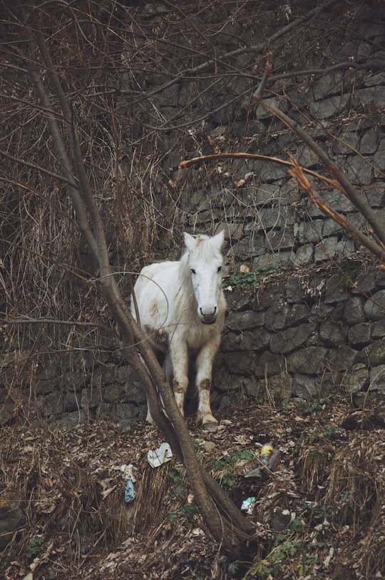 white horse standing beside brown tree in Himachal Pradesh India