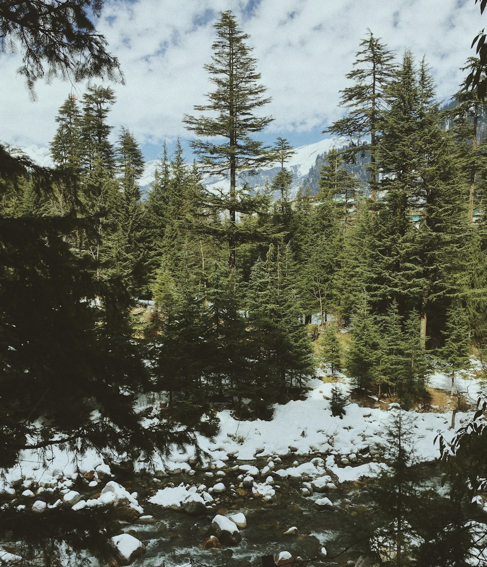 green pine trees on snow covered ground during daytime