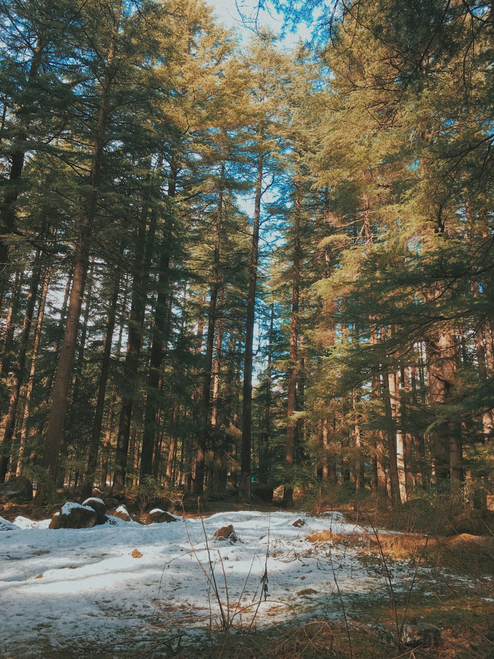 brown and green trees on snow covered ground during daytime