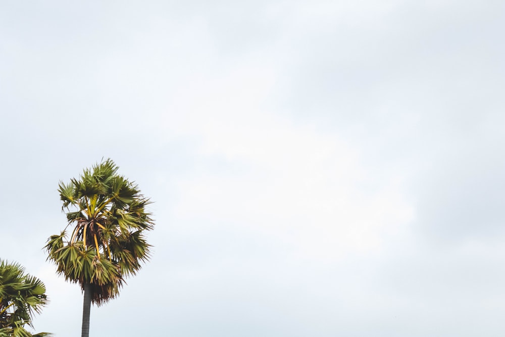 green palm tree under white sky during daytime