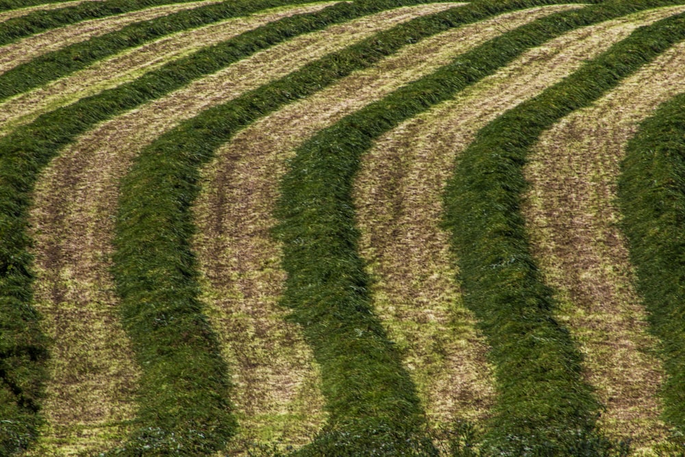 green grass field during daytime