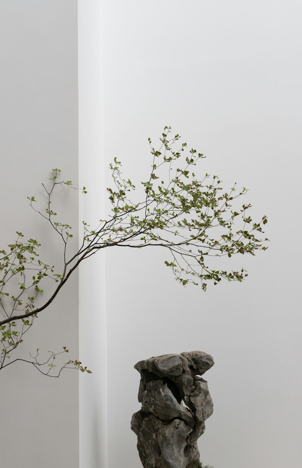 green tree on white wall