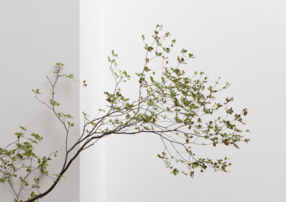 green leaf tree on white wall