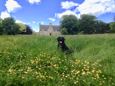 A black dog sitting in a field of tall green grass, dotted with small yellow flowers, with a large stone house in the background. The sky is mostly clear with a few white clouds, and there are lush green trees surrounding the house.