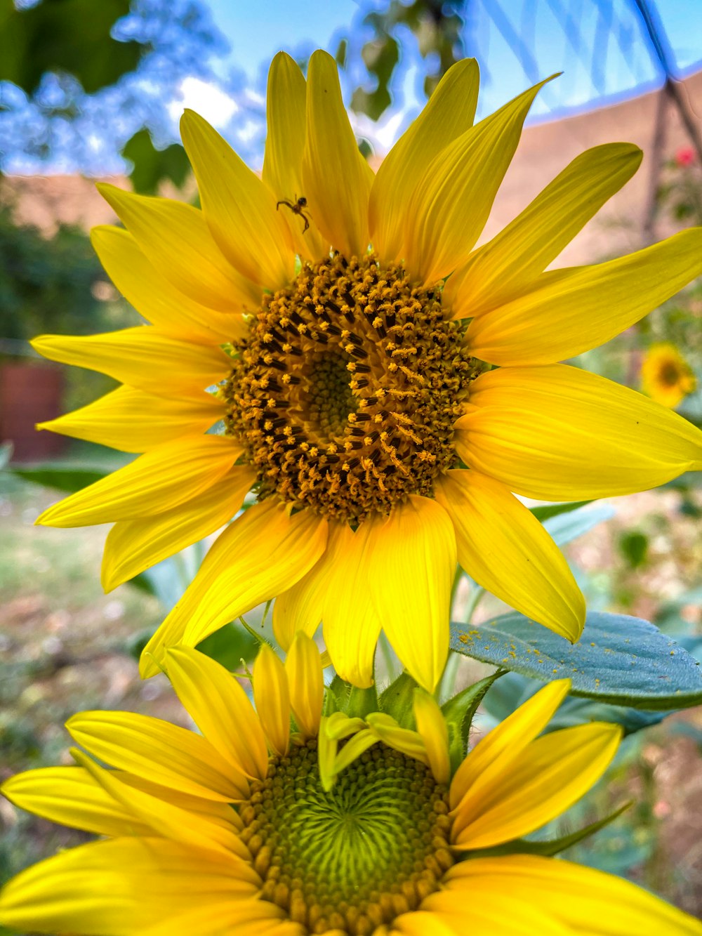 yellow sunflower in bloom during daytime