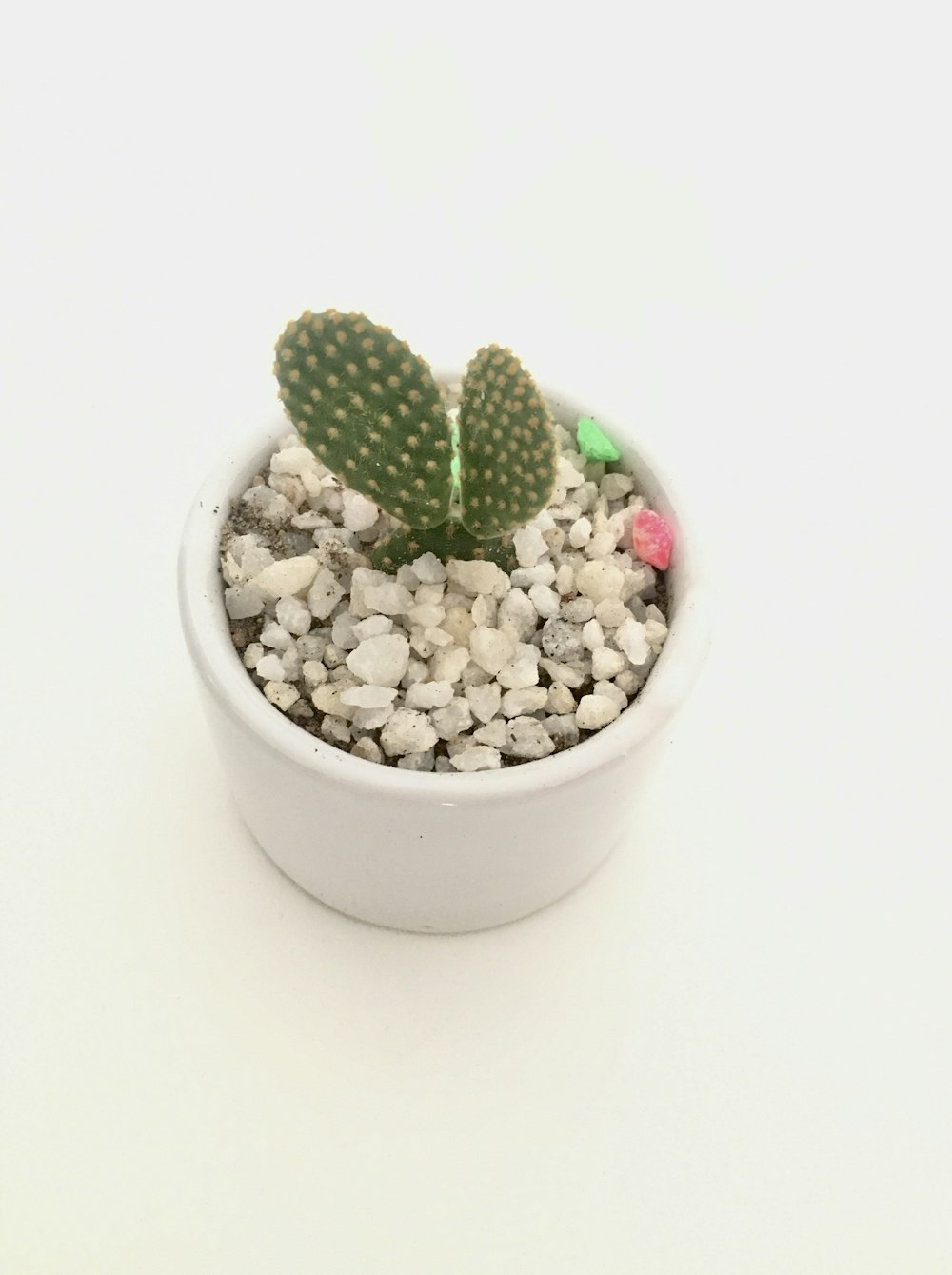 green cactus in white ceramic pot