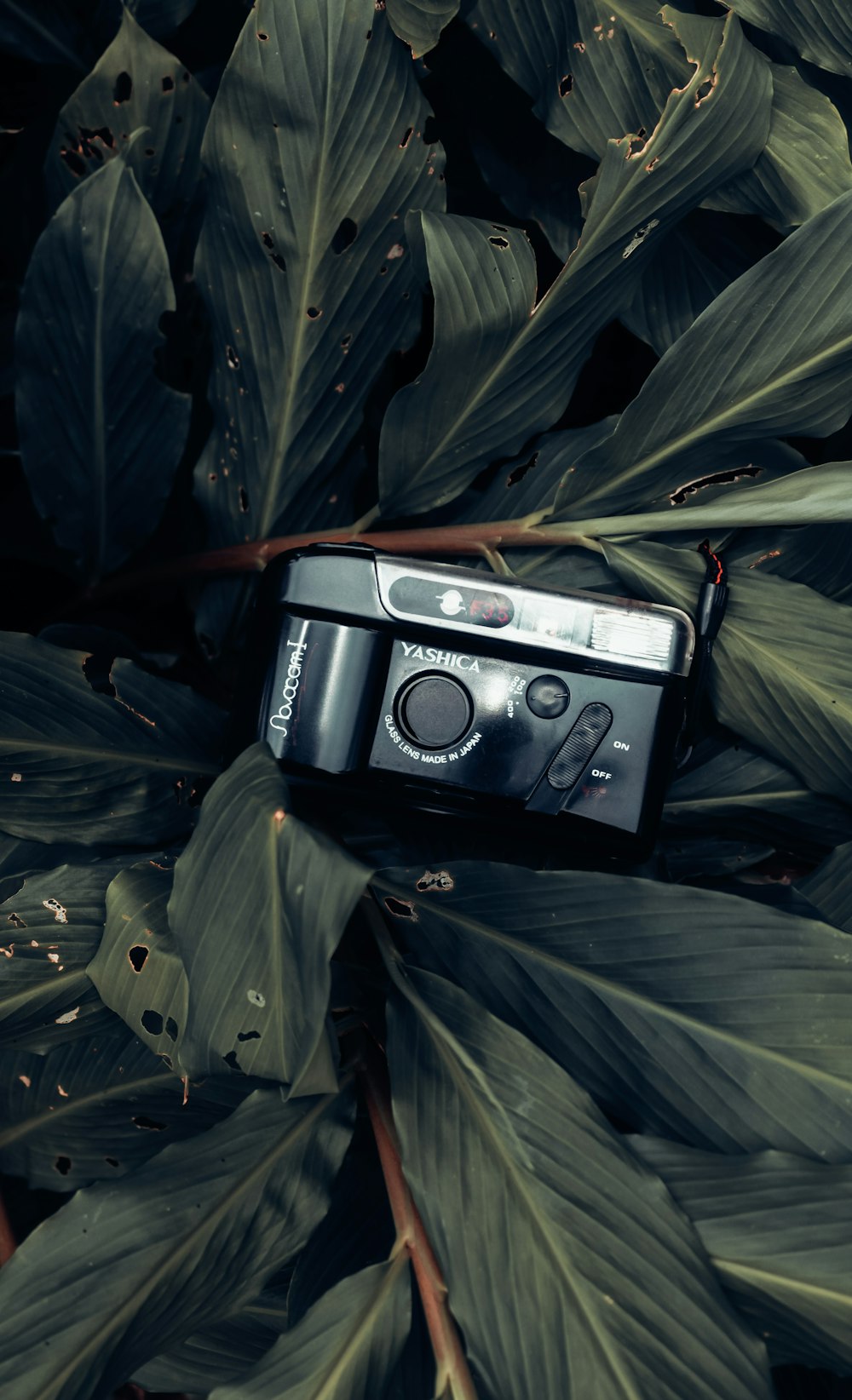 black and silver point and shoot camera on green leaves
