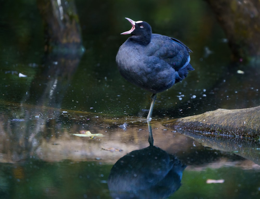 black bird on body of water during daytime