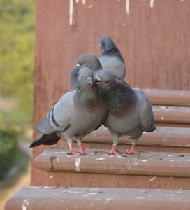Four pigeons are perched on a series of brown concrete steps. Two of the pigeons appear to be nuzzling each other affectionately, while the other two are standing close by. The background is slightly blurry, featuring some green foliage.