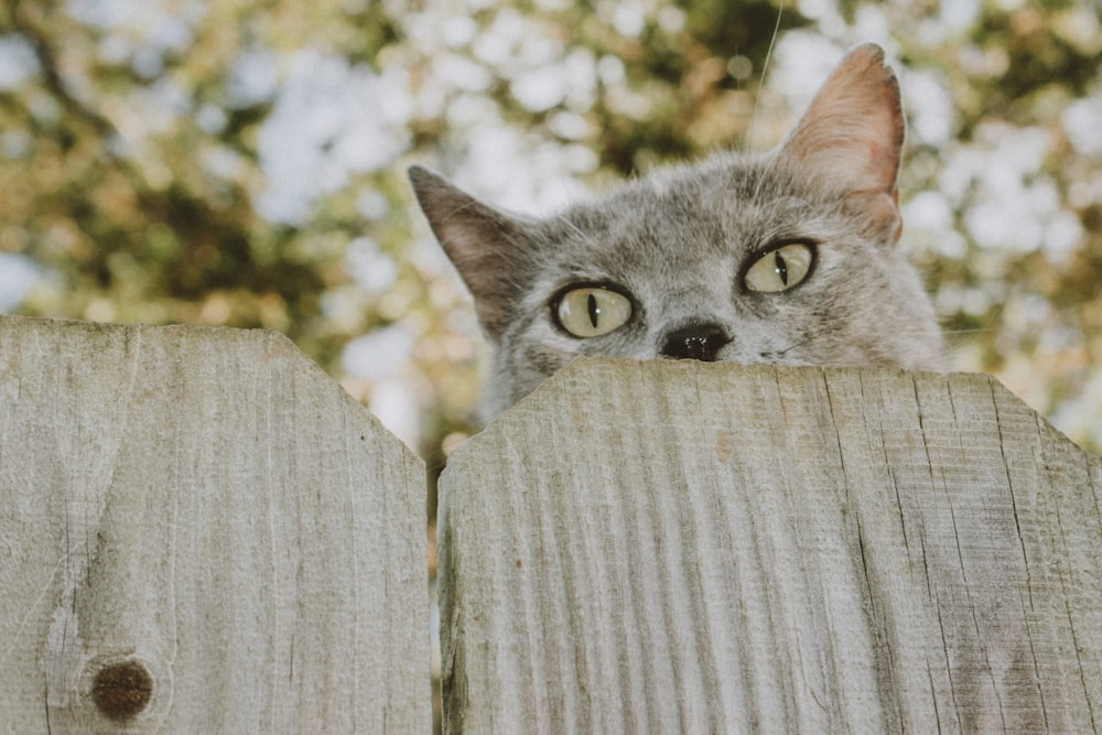 russian blue cat on brown wooden fence