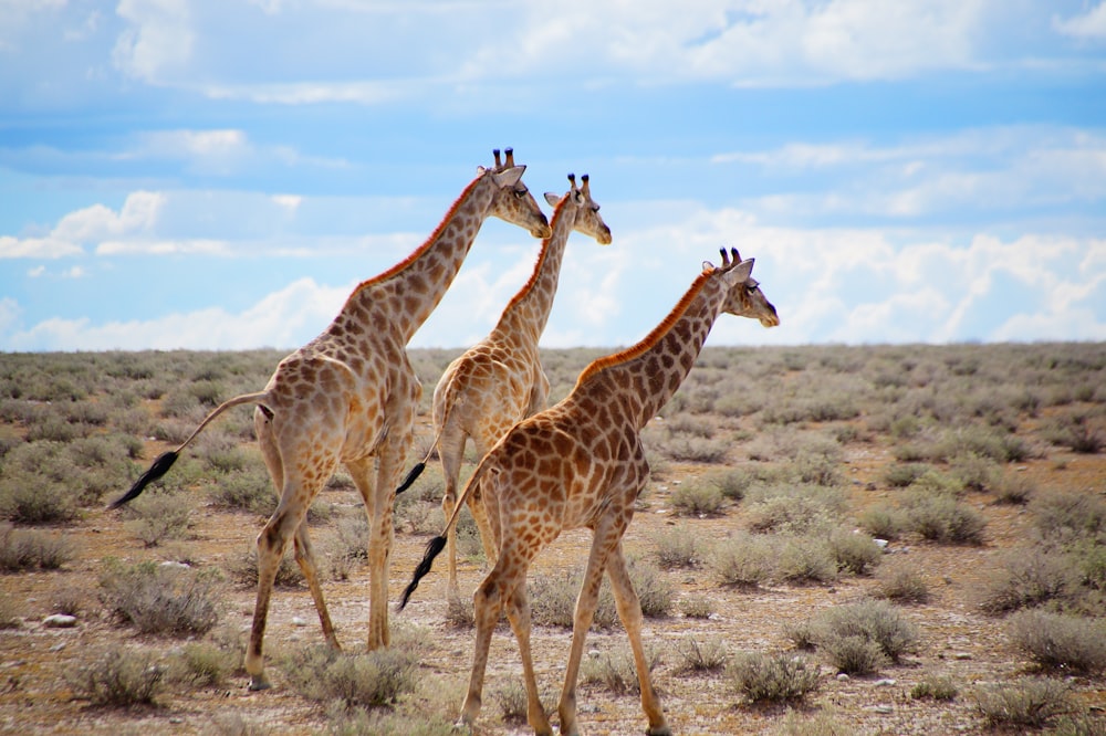 group of giraffe on green grass field under blue sky during daytime