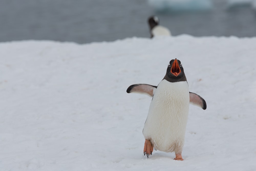 Pingüino blanco y negro en suelo cubierto de nieve durante el día