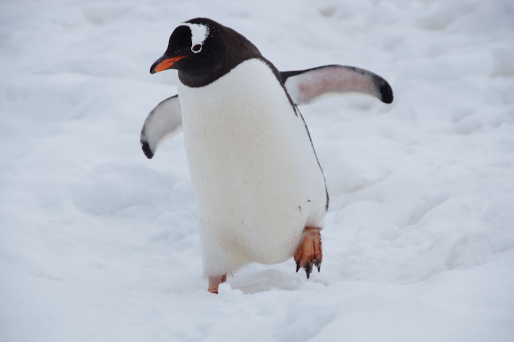 pinguim branco e preto no chão coberto de neve durante o dia