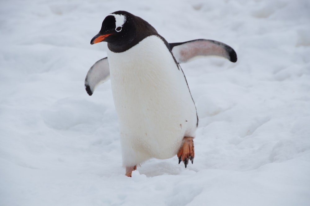 昼間は雪に覆われた地面にいる白ペンギンと黒ペンギン