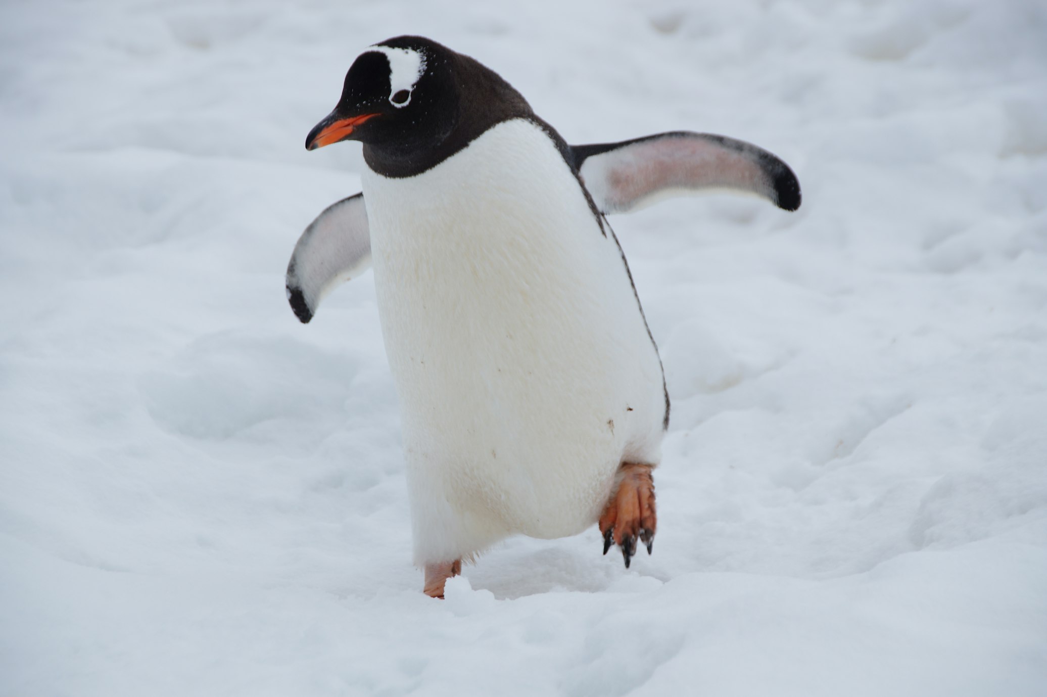 The Penguin Who Swims 5,000 Miles Every Year to Visit His Rescuer