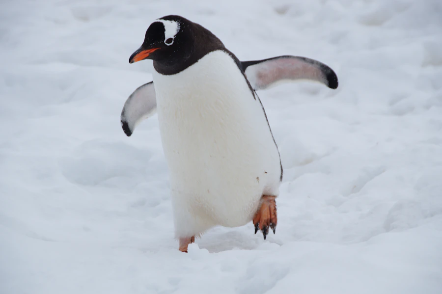 I pinguini imperatori fanno fila per centinaia di km