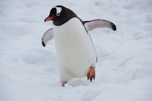 GDT: Penguins on Ice