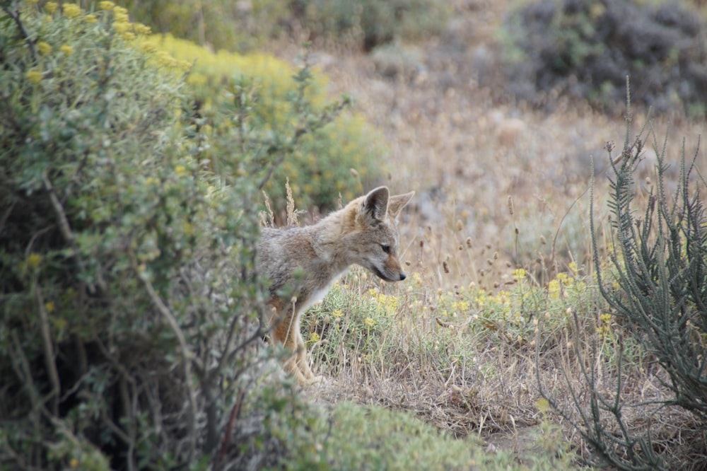 brown fox on green grass during daytime