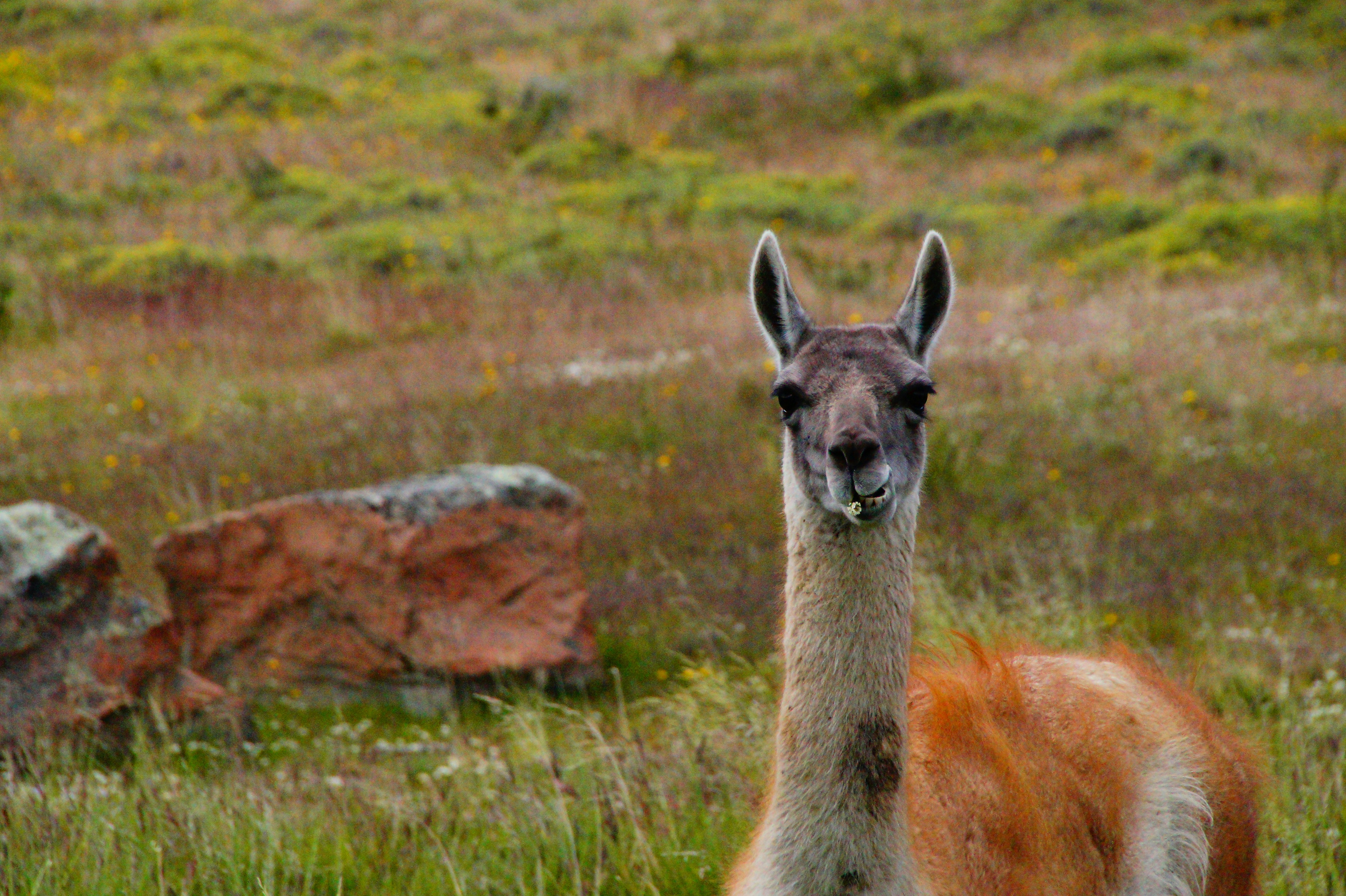 brown and white llama on green grass field during daytime
