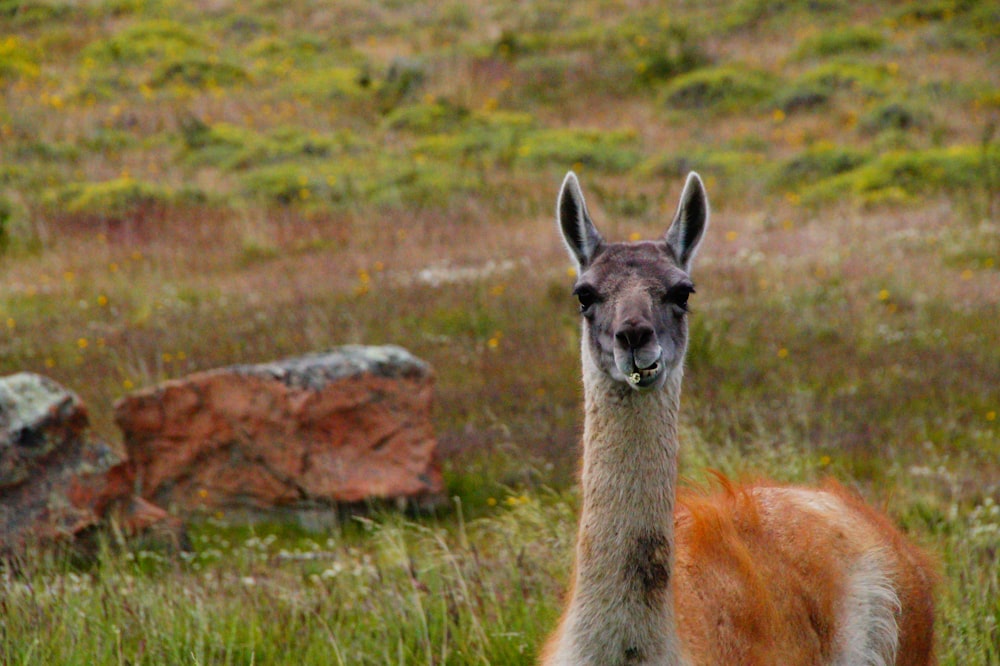 brown and white llama on green grass field during daytime