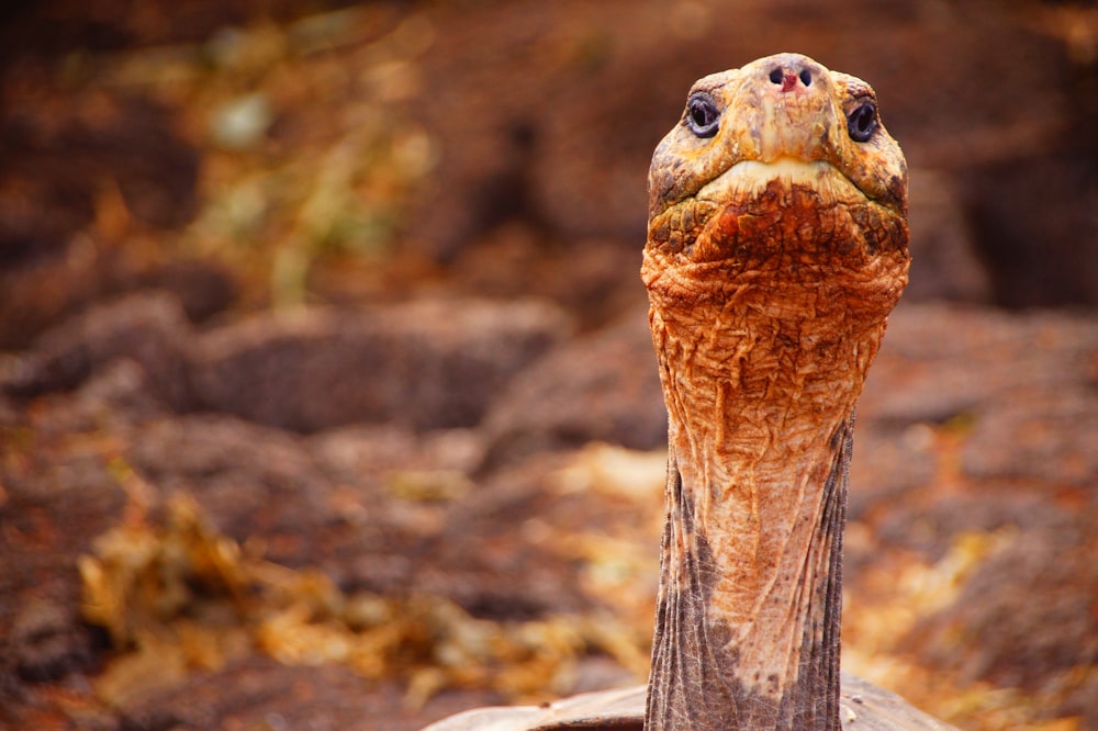 brown and black reptile on brown rock