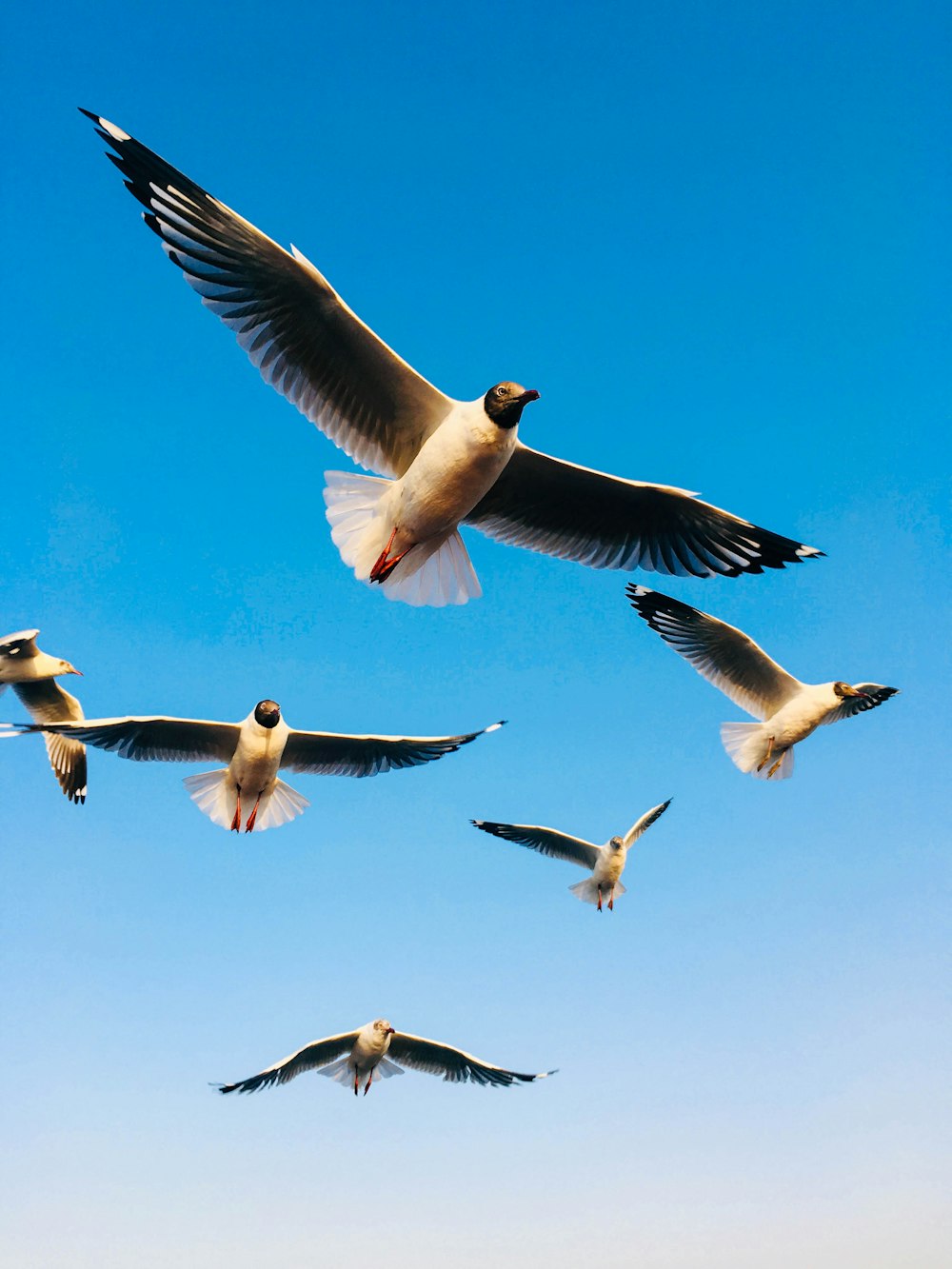 white and black birds flying during daytime