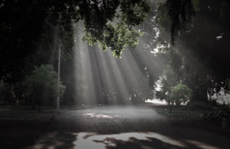 water falls in the middle of the forest