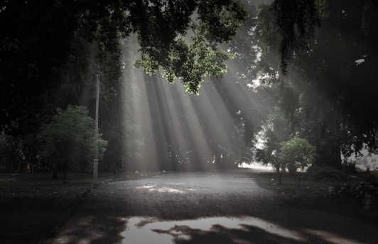 water falls in the middle of the forest
