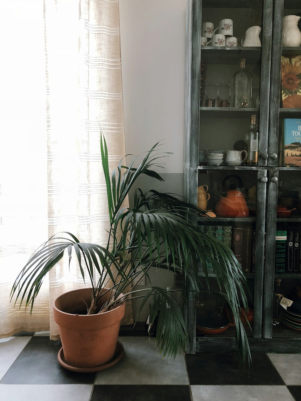 green potted plant on brown clay pot