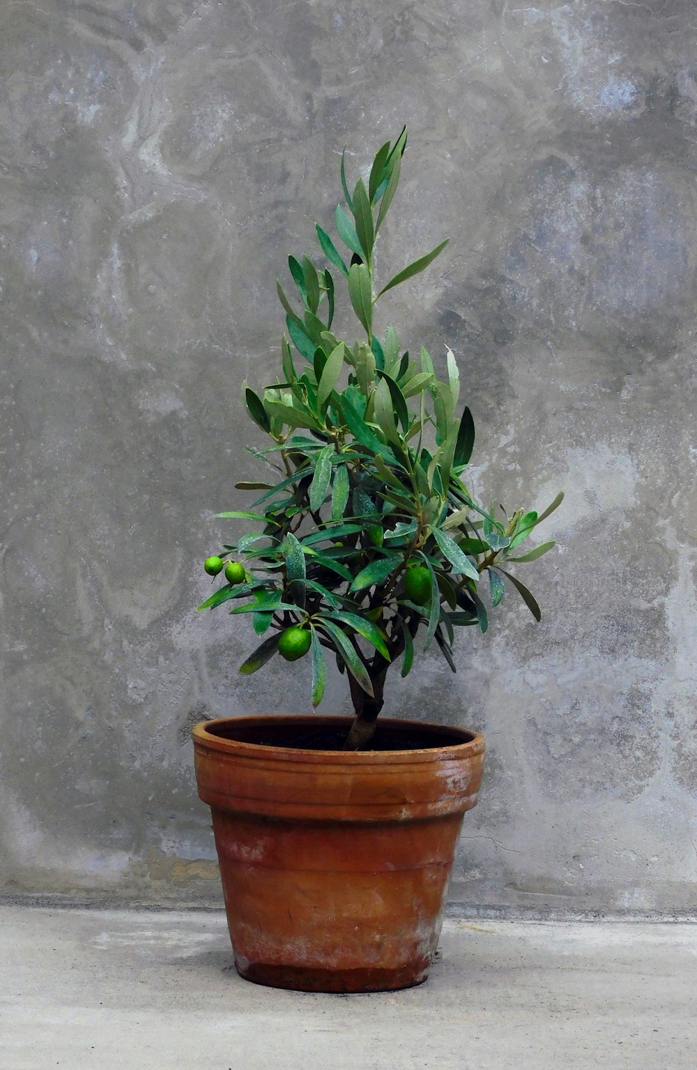 green plant on brown clay pot