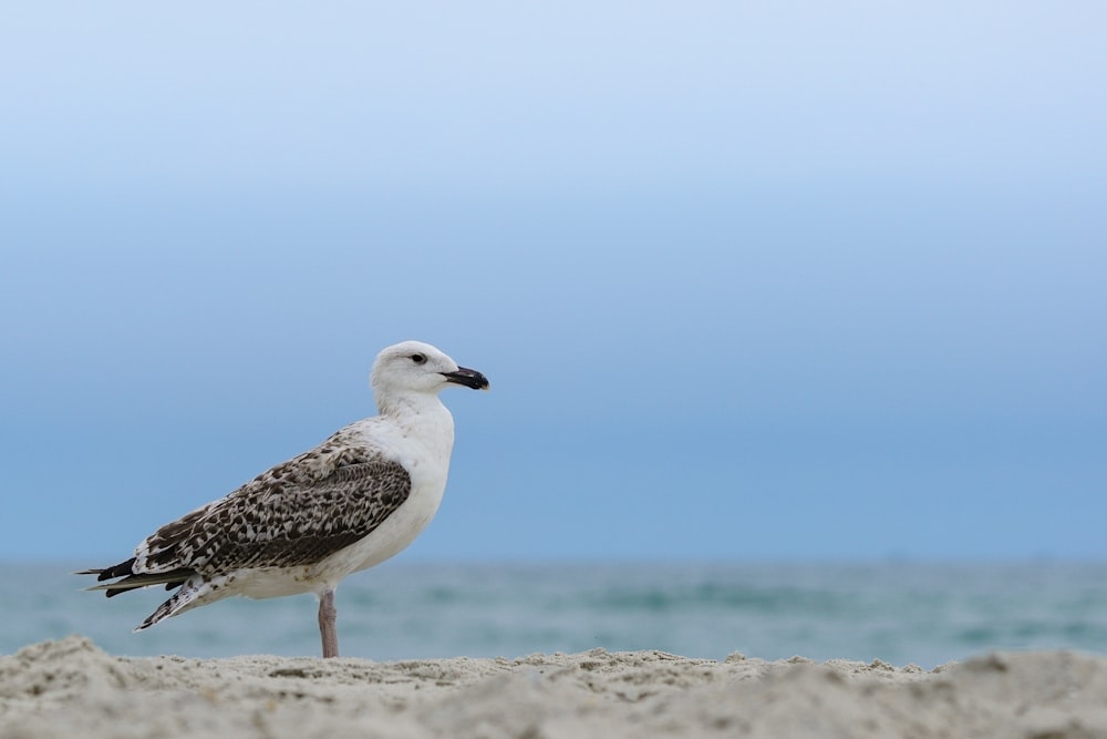 white and gray bird on brown sand during daytime