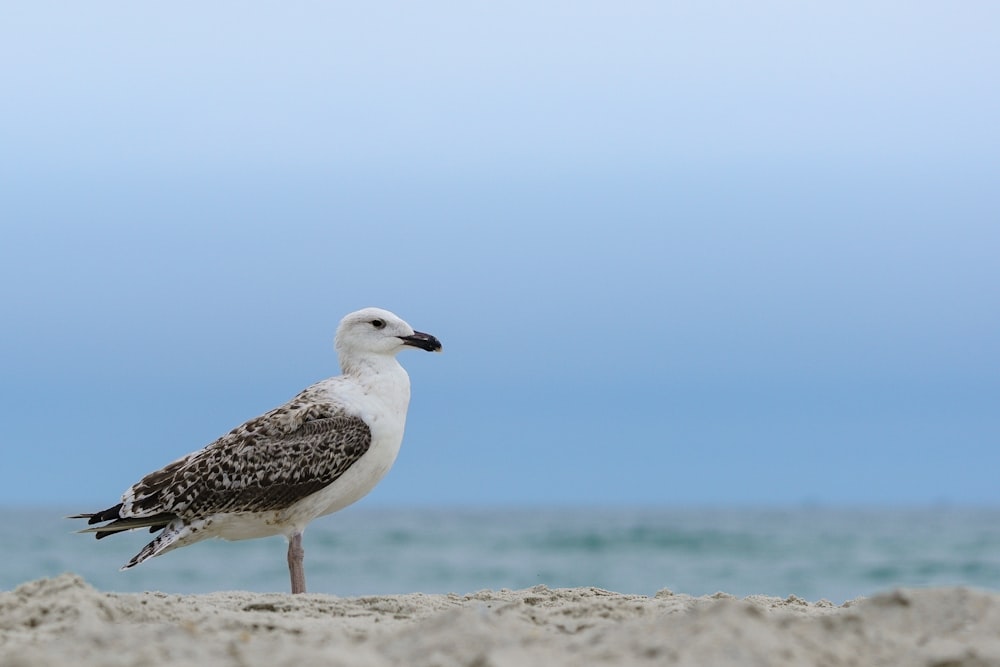 pássaro branco e cinza na areia marrom durante o dia