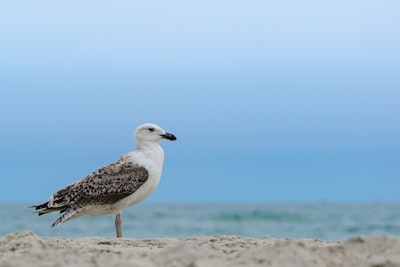 white and gray bird on brown sand during daytime emerald isle teams background