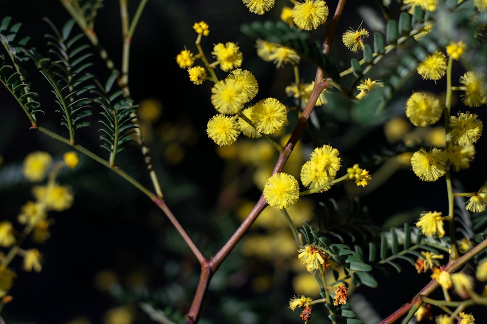 yellow flowers with green leaves