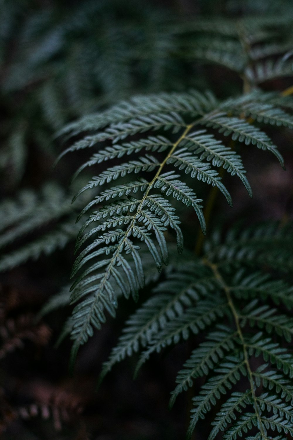 green fern plant in close up photography