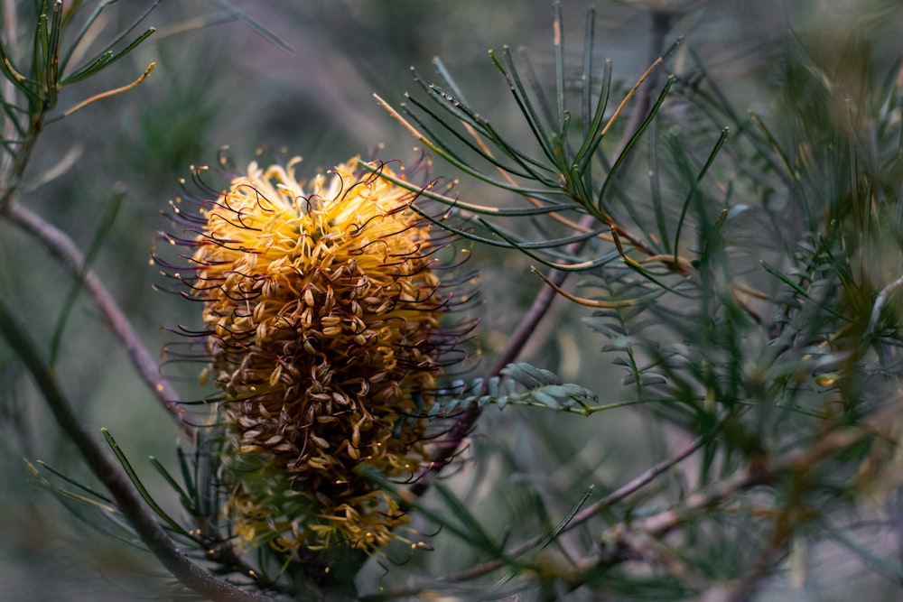 yellow flower in tilt shift lens