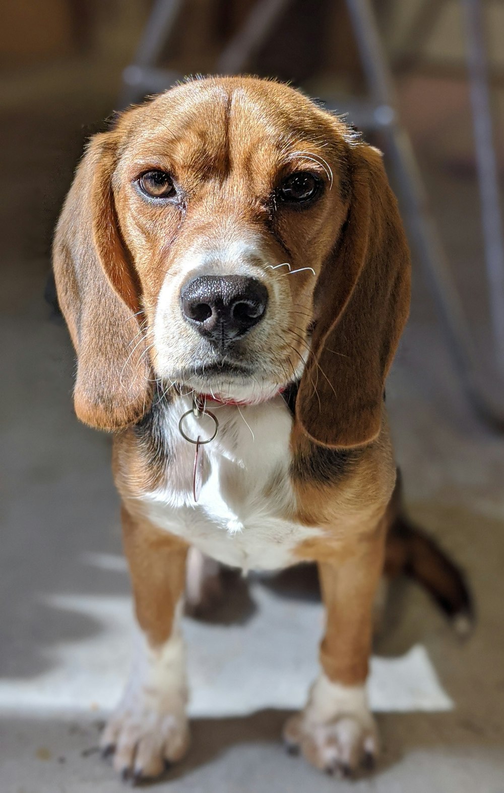 Braunweißer und schwarzer Beagle