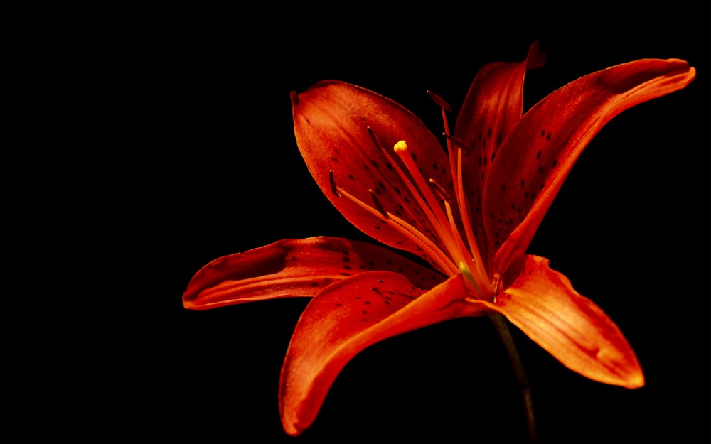 orange lily in bloom close up photo