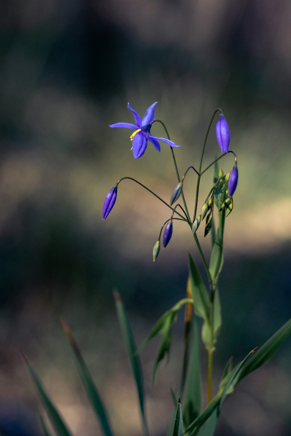 purple flower in tilt shift lens