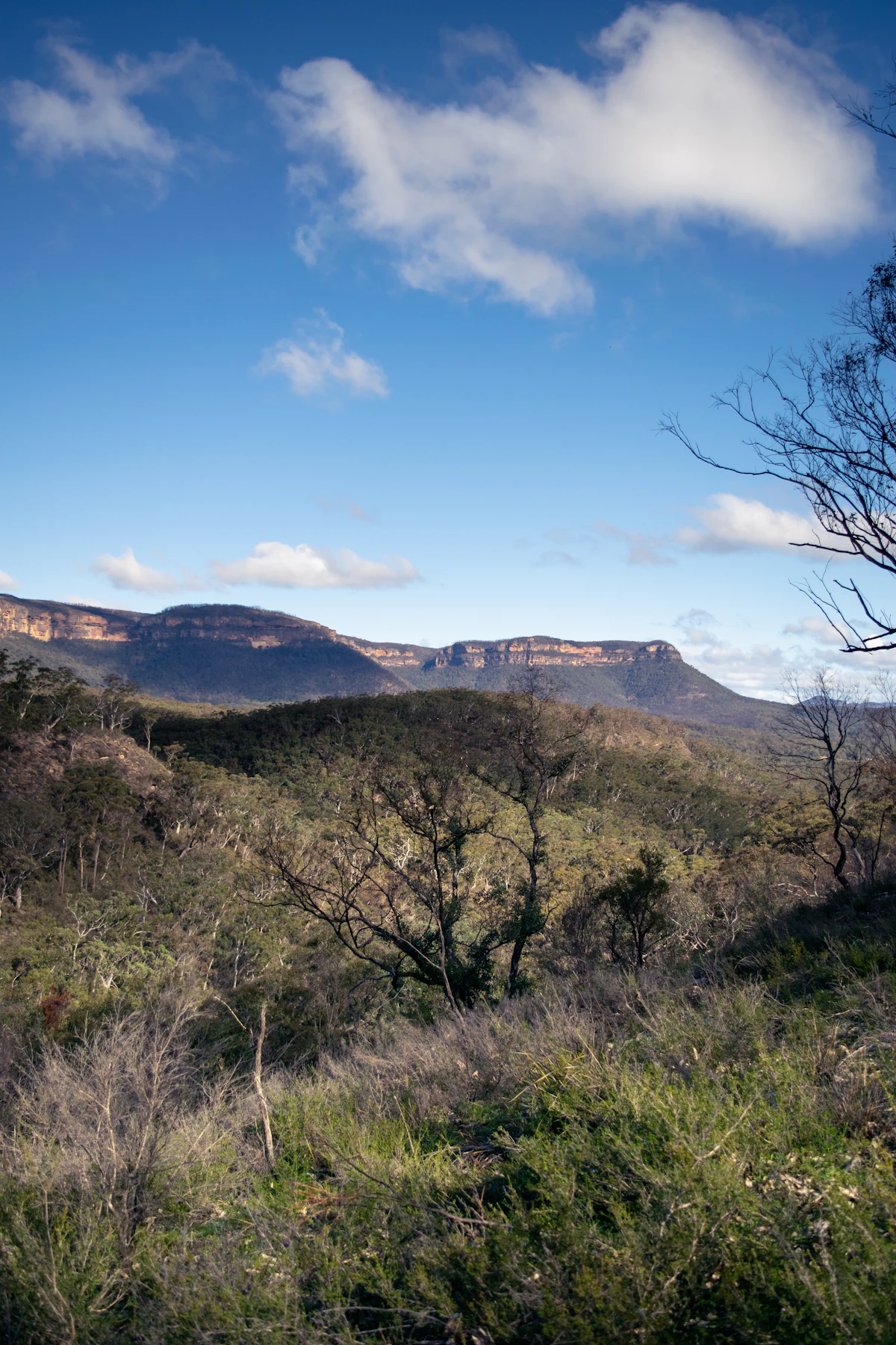 The Blue Mountains escarpment seen across bush from the Megalong Valley