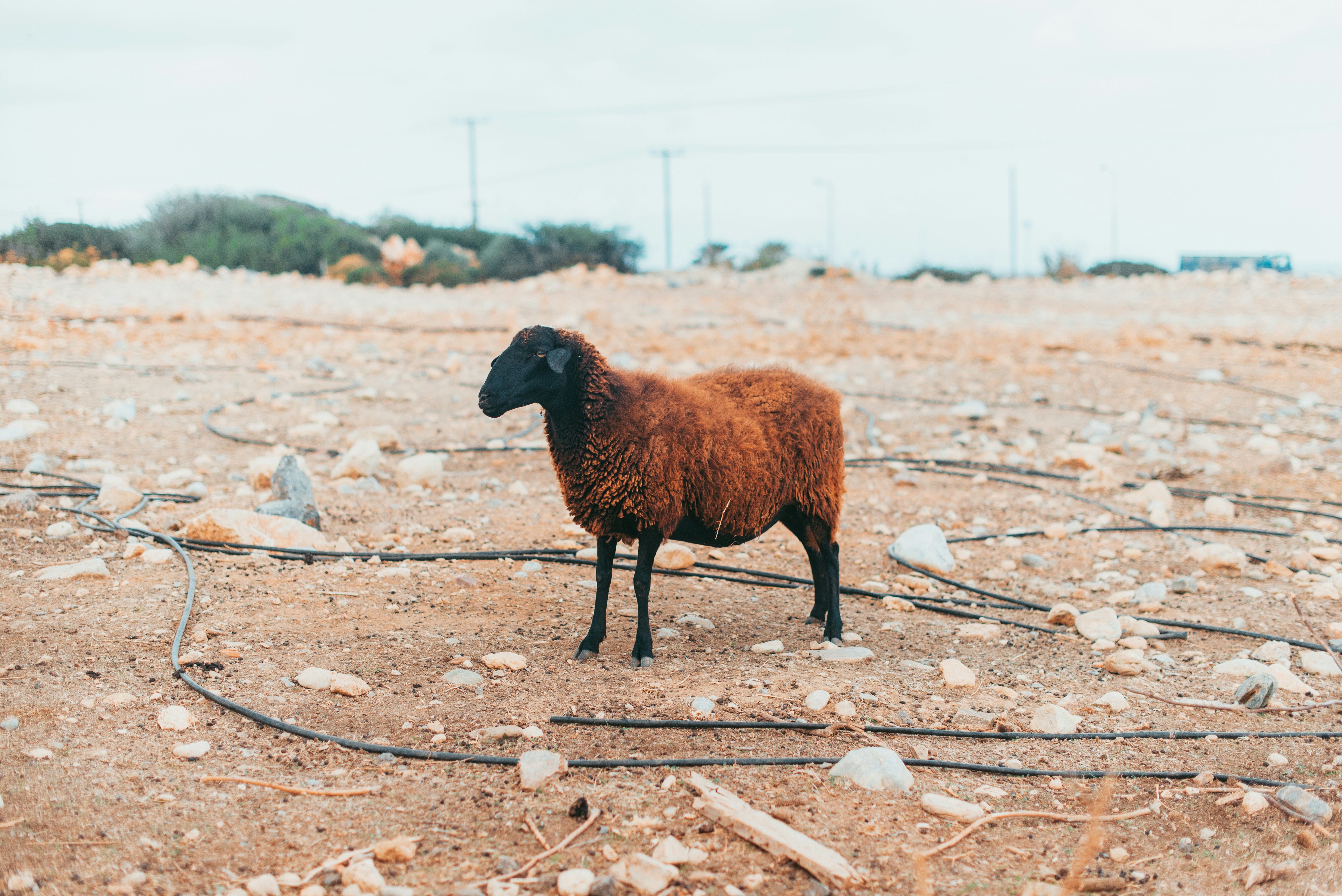 ovejas marrones y negras en un campo de tierra marrón durante el día