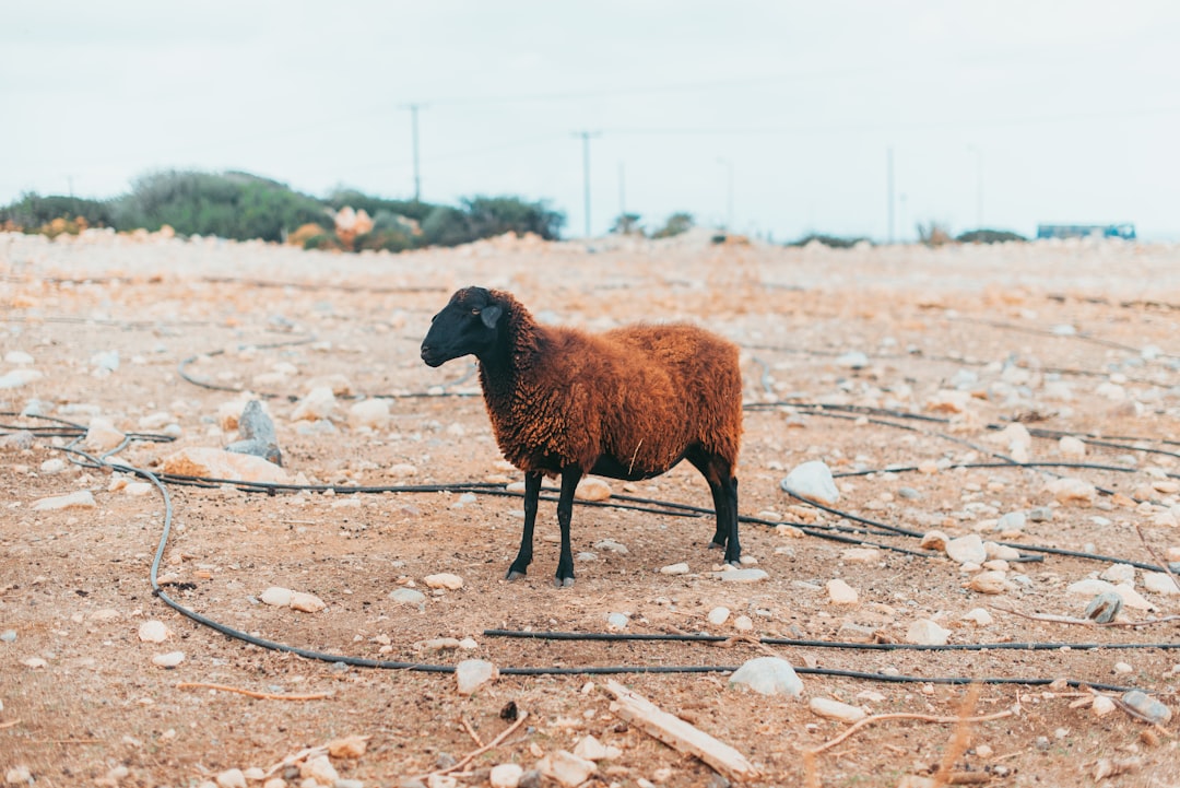 brown and black sheep on brown dirt field during daytime