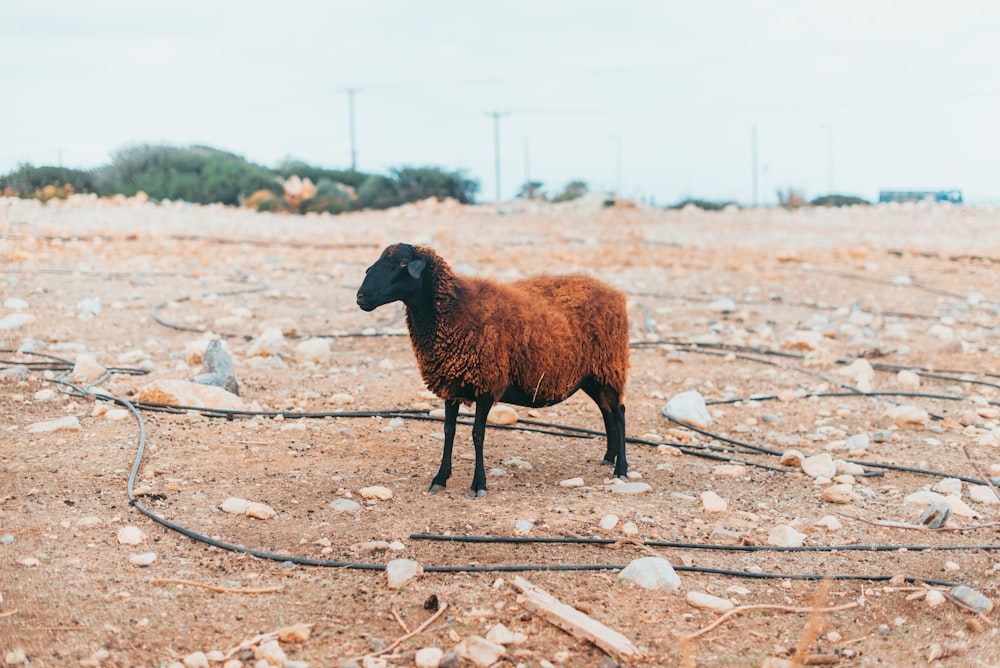 brown and black sheep on brown dirt field during daytime