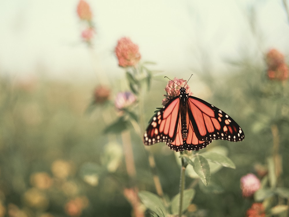 monarch butterfly perched on pink flower in close up photography during daytime