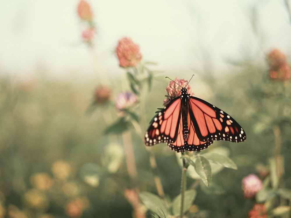 Mariposa monarca posada en flor rosada en fotografía de primer plano durante el día