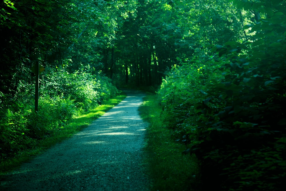 gray concrete road between green trees during daytime